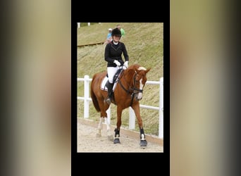 Oldenburger, Stute, 18 Jahre, 172 cm, Fuchs