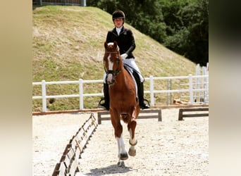 Oldenburger, Stute, 18 Jahre, 172 cm, Fuchs