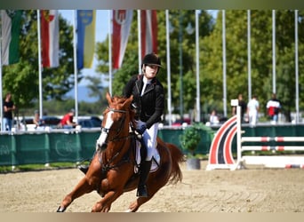 Oldenburger, Stute, 18 Jahre, 172 cm, Fuchs