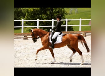 Oldenburger, Stute, 18 Jahre, 172 cm, Fuchs