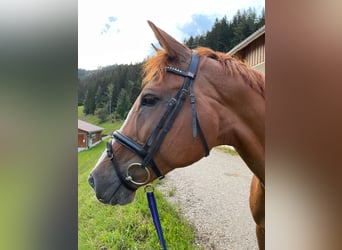 Oldenburger, Stute, 18 Jahre, 172 cm, Fuchs