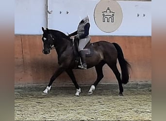 Oldenburger, Stute, 18 Jahre, Brauner