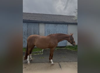 Oldenburger, Stute, 19 Jahre, 163 cm, Fuchs