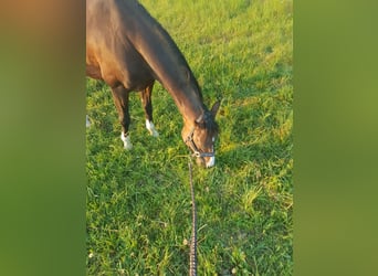 Oldenburger, Stute, 19 Jahre, 165 cm, Brauner