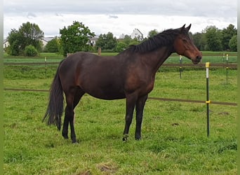 Oldenburger, Stute, 19 Jahre, 165 cm, Brauner