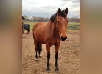 Oldenburger, Stute, 19 Jahre, 165 cm, Brauner
