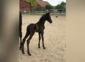 Oldenburger, Stute, 19 Jahre, 170 cm, Rappe