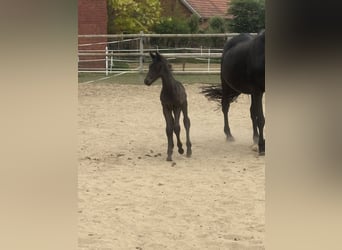 Oldenburger, Stute, 19 Jahre, 170 cm, Rappe