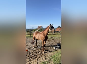 Oldenburger, Stute, 19 Jahre, 172 cm, Dunkelfuchs