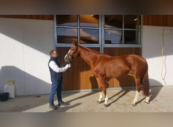 Oldenburger, Stute, 19 Jahre, 172 cm, Fuchs