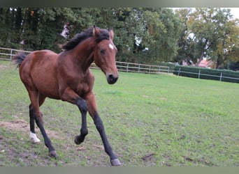Oldenburger Mix, Stute, 1 Jahr, 140 cm, Brauner