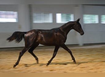 Oldenburger Mix, Stute, 1 Jahr, 163 cm