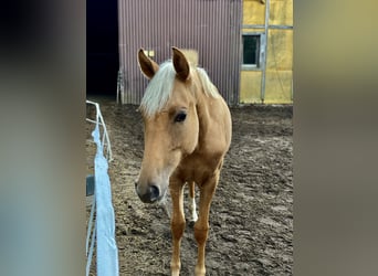 Oldenburger Mix, Stute, 1 Jahr, 163 cm, Palomino