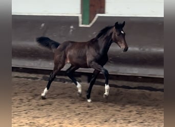 Oldenburger, Stute, 1 Jahr, 165 cm, Dunkelbrauner