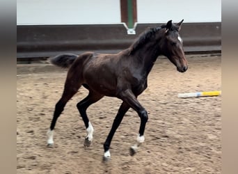 Oldenburger, Stute, 1 Jahr, 165 cm, Dunkelbrauner