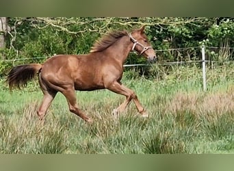 Oldenburger, Stute, 1 Jahr, 167 cm, Fuchs