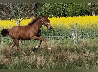 Oldenburger, Stute, 1 Jahr, 167 cm, Fuchs
