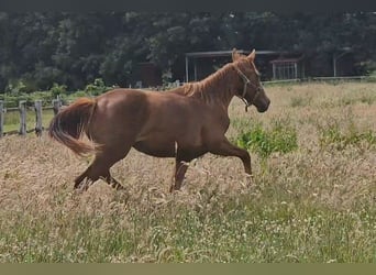 Oldenburger, Stute, 1 Jahr, 167 cm, Fuchs