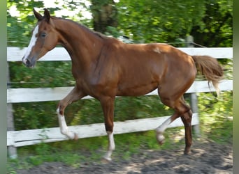Oldenburger, Stute, 1 Jahr, 168 cm
