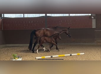 Oldenburger, Stute, 1 Jahr, 168 cm, Dunkelbrauner