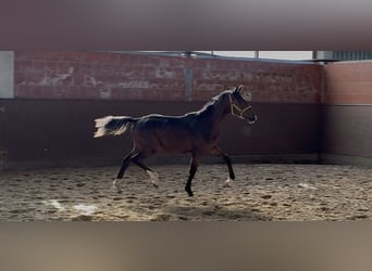Oldenburger, Stute, 1 Jahr, 168 cm, Dunkelbrauner