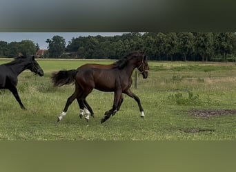 Oldenburger, Stute, 1 Jahr, 168 cm, Dunkelbrauner