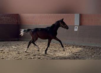 Oldenburger, Stute, 1 Jahr, 168 cm, Dunkelbrauner