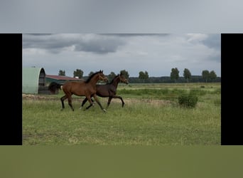 Oldenburger, Stute, 1 Jahr, 168 cm, Dunkelbrauner