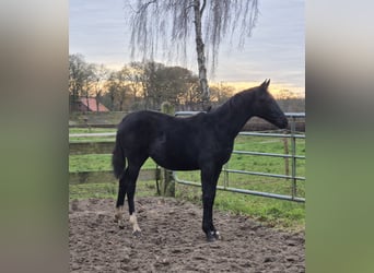 Oldenburger, Stute, 1 Jahr, 168 cm, Dunkelbrauner
