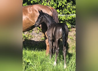 Oldenburger, Stute, 1 Jahr, 168 cm, Dunkelbrauner