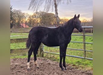 Oldenburger, Stute, 1 Jahr, 168 cm, Dunkelbrauner