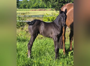 Oldenburger, Stute, 1 Jahr, 168 cm, Dunkelbrauner