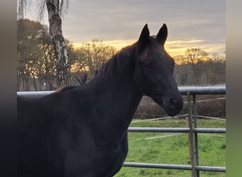 Oldenburger, Stute, 1 Jahr, 168 cm, Dunkelbrauner