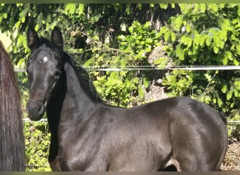 Oldenburger, Stute, 1 Jahr, 168 cm, Dunkelbrauner