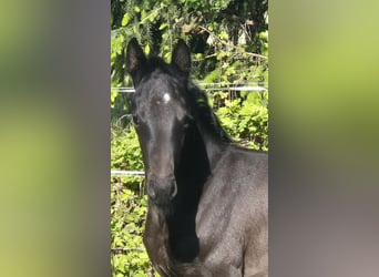 Oldenburger, Stute, 1 Jahr, 168 cm, Dunkelbrauner