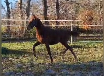 Oldenburger, Stute, 1 Jahr, 168 cm, Dunkelfuchs