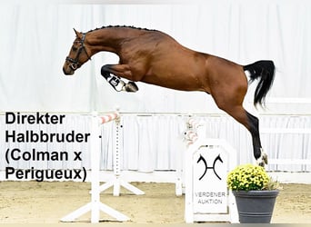 Oldenburger, Stute, 1 Jahr, 169 cm, Brauner