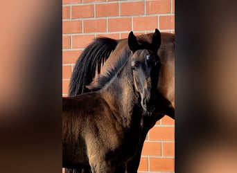 Oldenburger, Stute, 1 Jahr, 169 cm, Dunkelbrauner