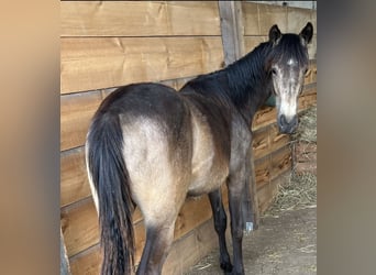 Oldenburger, Stute, 1 Jahr, 170 cm, Buckskin