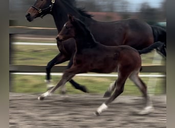 Oldenburger, Stute, 1 Jahr, 170 cm, Dunkelbrauner