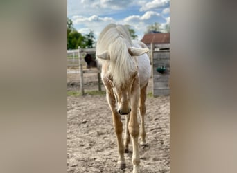 Oldenburger, Stute, 1 Jahr, 170 cm, Palomino