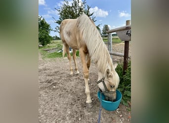 Oldenburger, Stute, 1 Jahr, 170 cm, Palomino