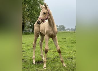 Oldenburger, Stute, 1 Jahr, 170 cm, Palomino