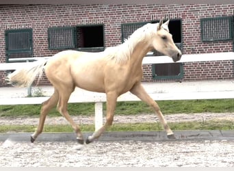 Oldenburger, Stute, 1 Jahr, 170 cm, Palomino