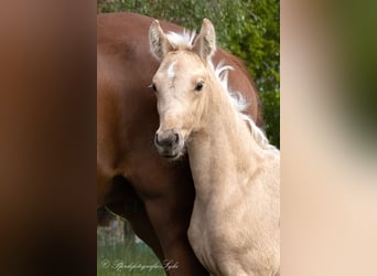 Oldenburger, Stute, 1 Jahr, 170 cm, Palomino