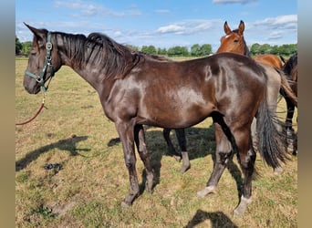 Oldenburger, Stute, 1 Jahr, 170 cm, Rappe