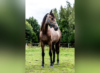 Oldenburger, Stute, 1 Jahr, 170 cm, Schimmel