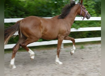 Oldenburger, Stute, 1 Jahr, 172 cm, Dunkelfuchs