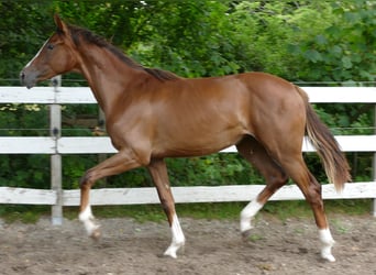 Oldenburger, Stute, 1 Jahr, 172 cm, Dunkelfuchs