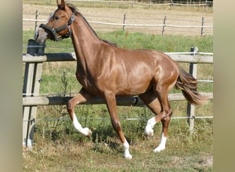 Oldenburger, Stute, 1 Jahr, 172 cm, Dunkelfuchs